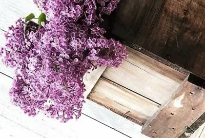 פאזל של flores