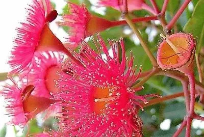 flores