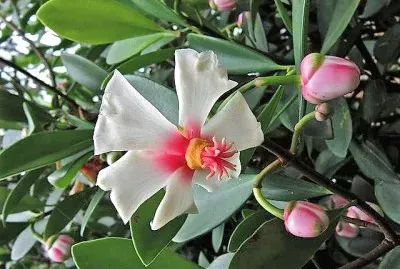 flores