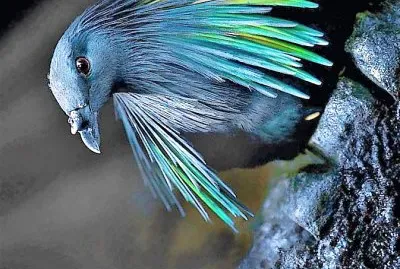 פאזל של natural