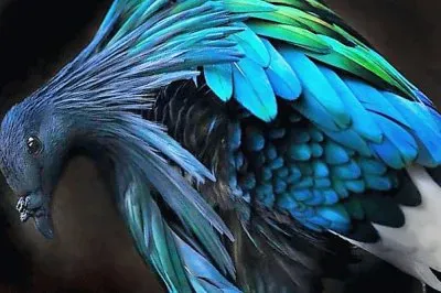 פאזל של natural