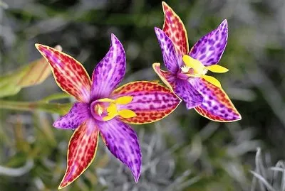 פאזל של flores