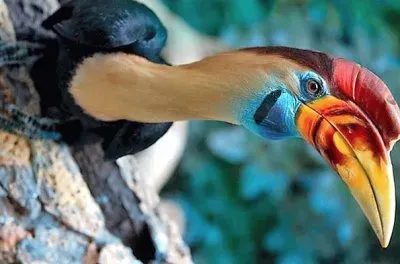 פאזל של natural