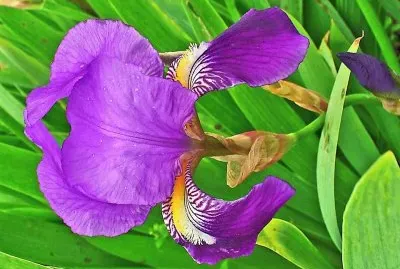 פאזל של flores