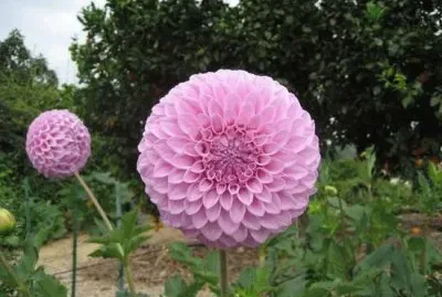 flores