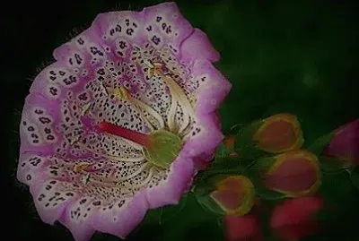 flores