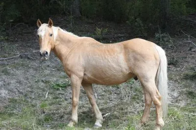 פאזל של Caballo