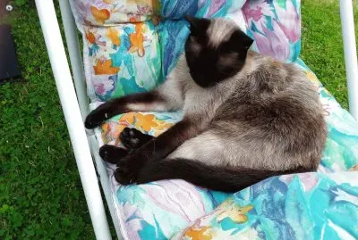 Miam dans son fauteuil