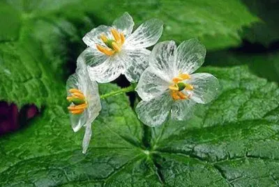flores
