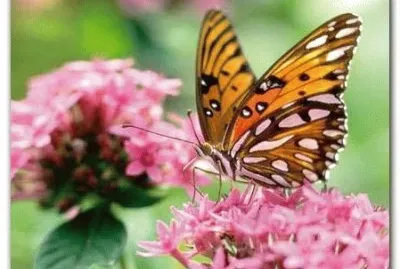BORBOLETA