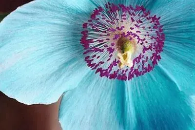 פאזל של flores