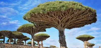 ÃRVORES jigsaw puzzle