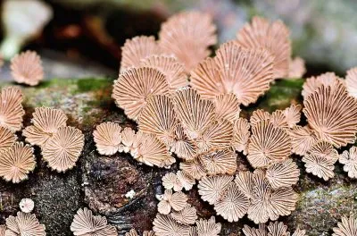 פאזל של natureza