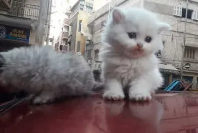 milu