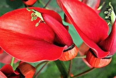 flores