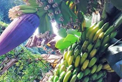 frutas