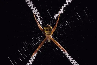 X marks the spot