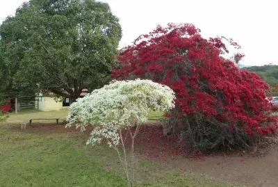 פאזל של Primavera+2