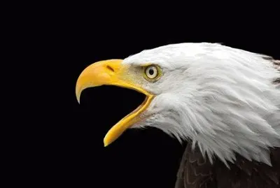 Ãguia Careca jigsaw puzzle