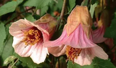 flores