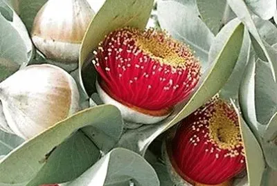 flores