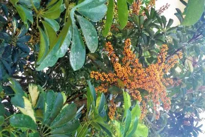natureza