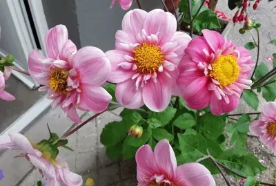Dahlia