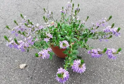 fleur