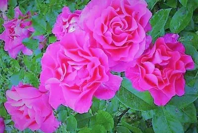 flores