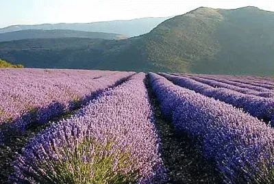 flores