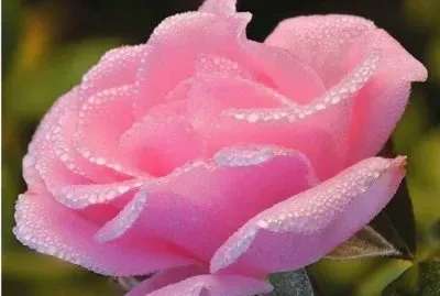 pink rose