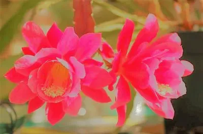 flores