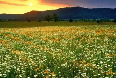 flores