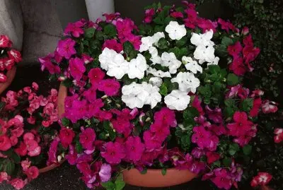 Impatiens