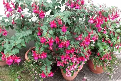 Fuschia