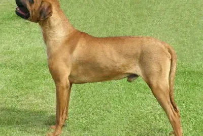 Tosa inu