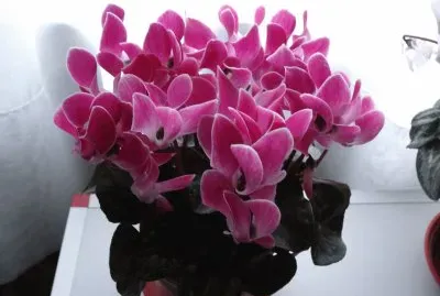 פאזל של cyclamen