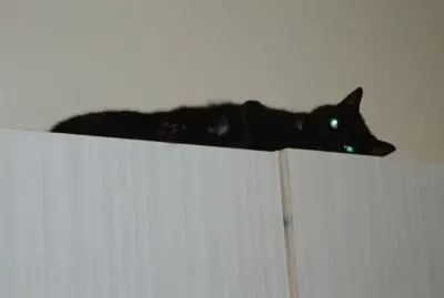 mon loulou jigsaw puzzle