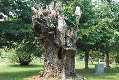 Big ole tree- one view    L