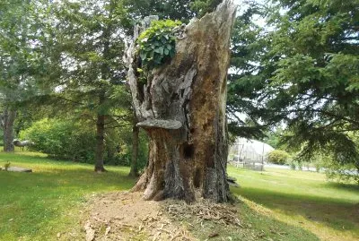 Big ole tree - view 2     L