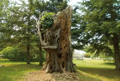Big ole tree - view 3    L