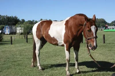 פאזל של caballo 2