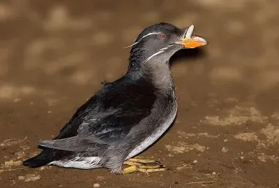 Alca minore rinoceronte