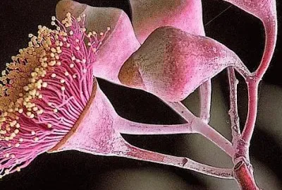 flores