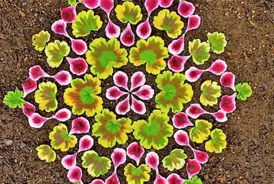 flores