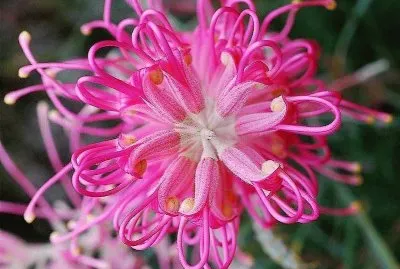 flores