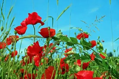 פאזל של flores campestres