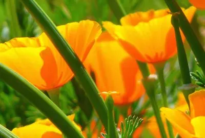 פאזל של papoulas laranjas