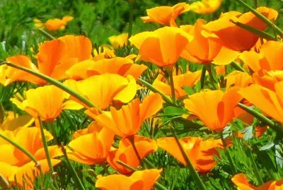papoulas laranjas