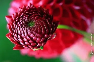 flores